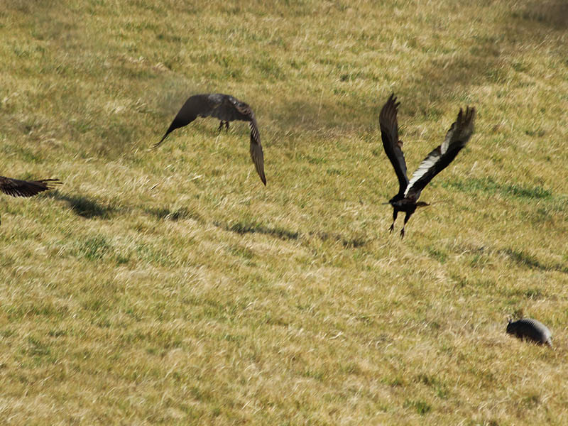 Turkey Vulture - Armadillo Association