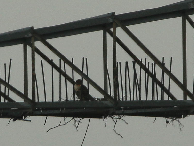 This Red-tailed Hawk has clearly not been excluded, and seems to be considering this location for his nest.