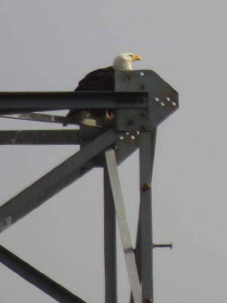 A lone adult at the top of the nest tower.