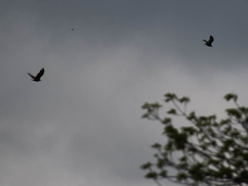 ...and targeted a passing Turkey Vulture.
