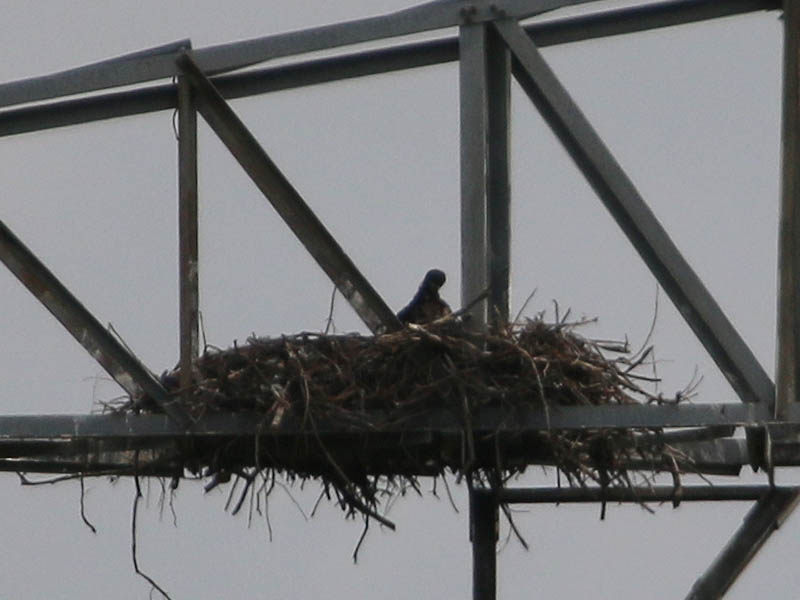 At last an eaglet makes an appearance.