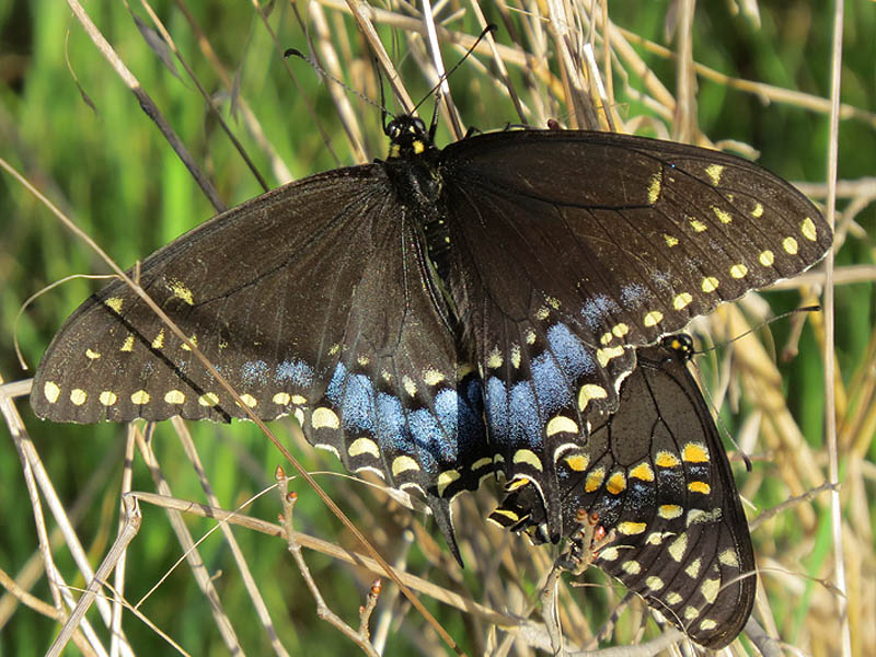 blackswallowtail-everywhere-000