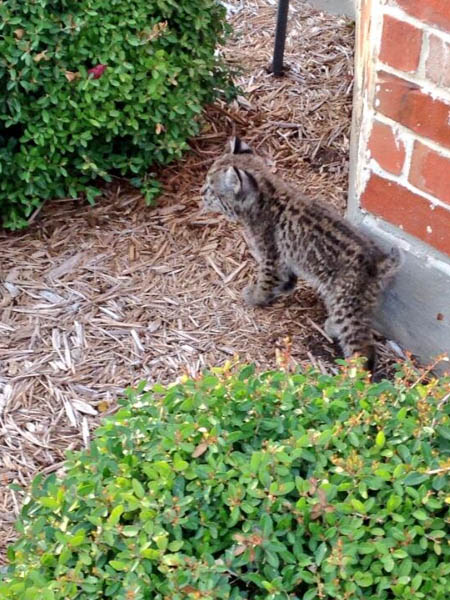 A lone Bobcat kitten in the front yard of a house in a residential subdivision.  This picture was taken early last week.  