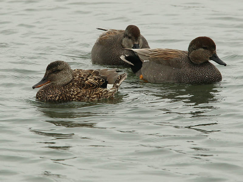 gadwall-hadsome-006