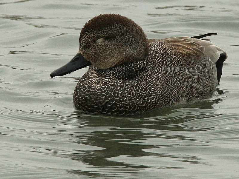 gadwall-hadsome-007