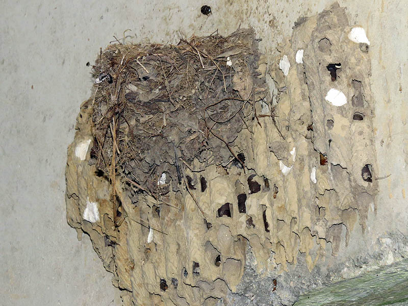 An odd juxtaposition of a swallow nest built on top of an old mud dauber nest.