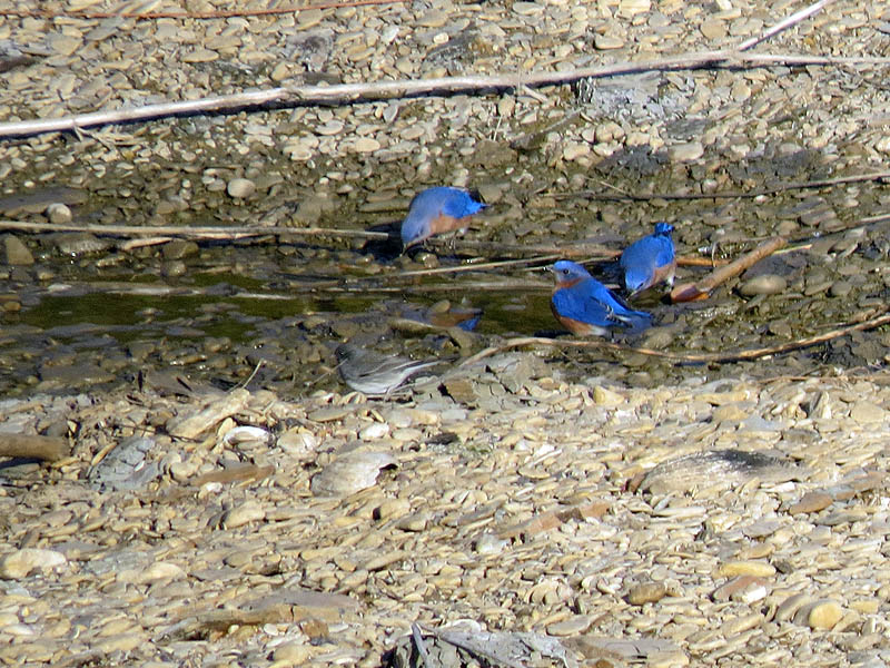 Eastern Bluebirds drinking near the river.