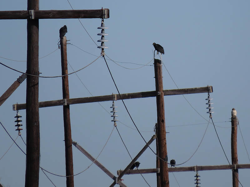 Black Vultures atop utility poles.  Do you see the Red-tailed hawk perched with them?