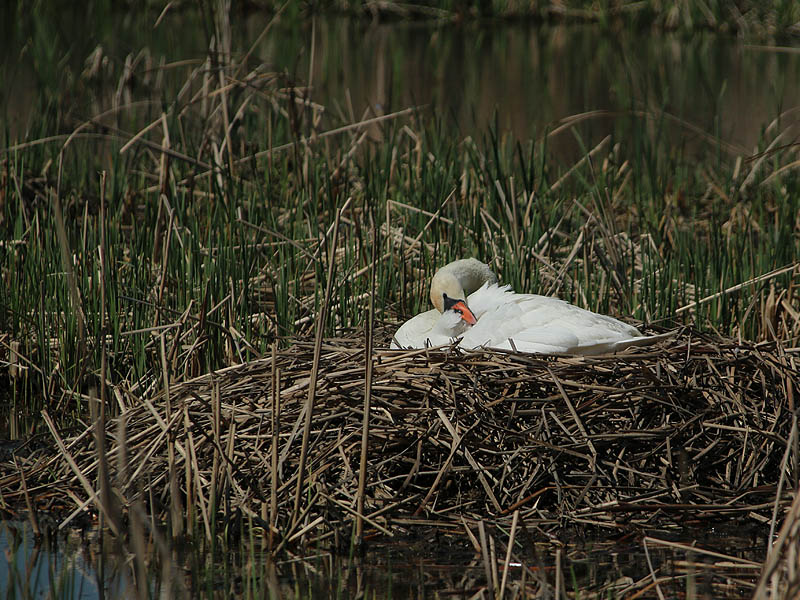Mute Swan - Nest 2014 Update 1