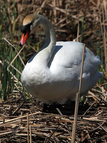 Mute Swan - Nest 2014 Update 1