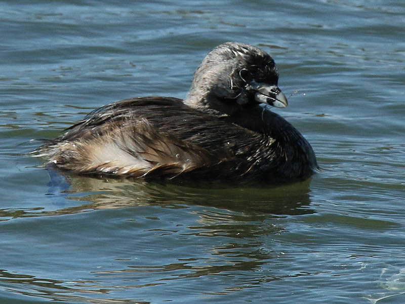 A Pie-billed Grebe with fishing line tangled around its bill.