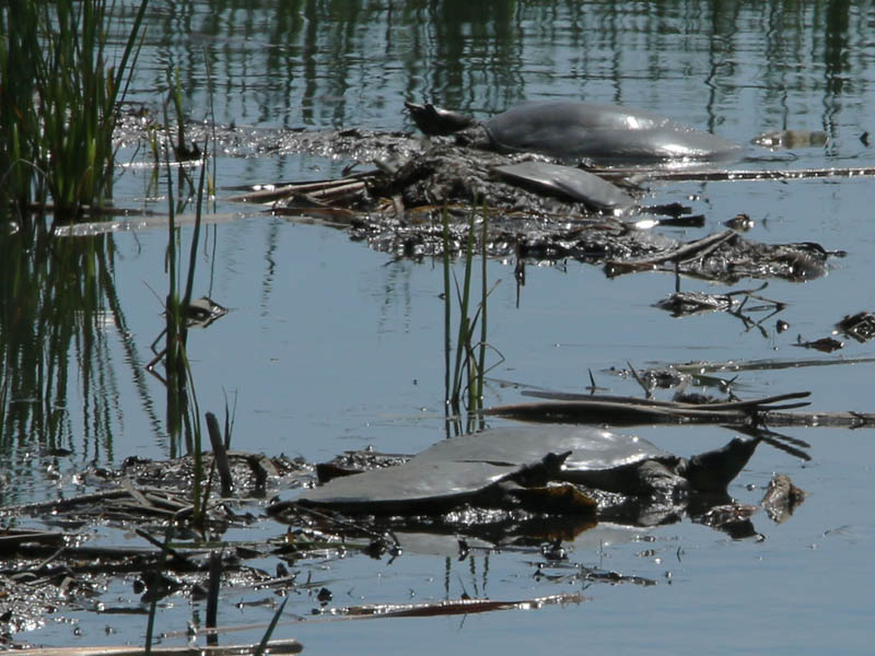 A group of Pallid Spiny Softshell Turtle.  The largest are about the size of a dinner plate.