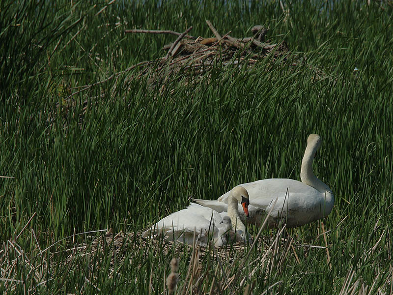 One by one the cygnets made an appearance, but it was difficult to get an accurate count.