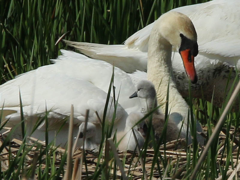 In this picture there are three cygnets.  That is the most we saw together on this visit.