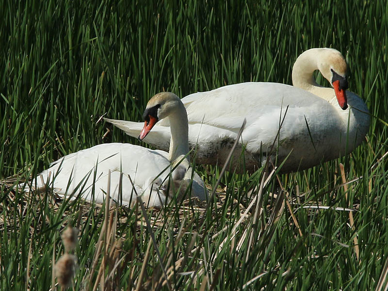 The Mute Swan Family.
