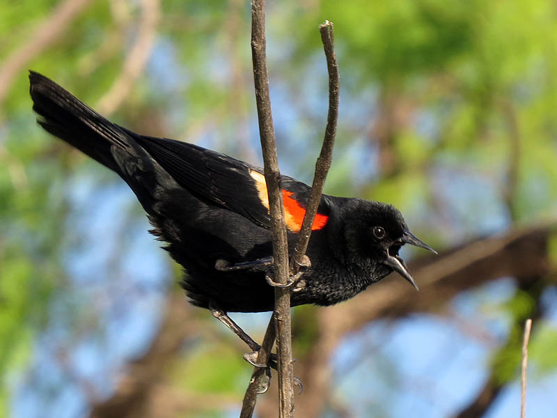 A male Red-winged Blackbird calling out.