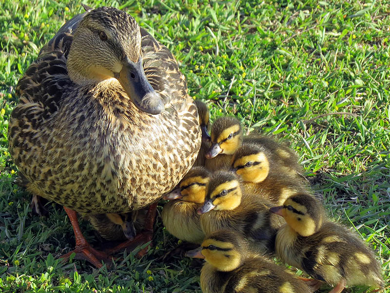 A female Mallard with ten ducklings.