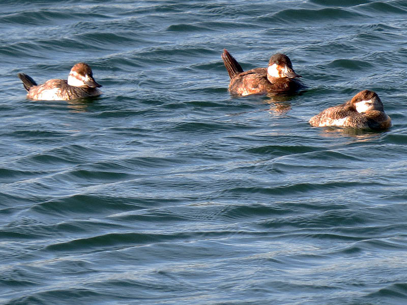 A few late season Ruddy Ducks are still hanging on at the lake.