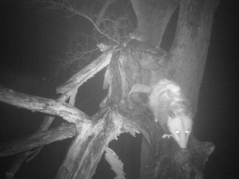 This Opossum came and went several times but did not molest my camera.