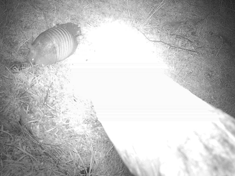 An Armadillo as photographed by the Raccoon.