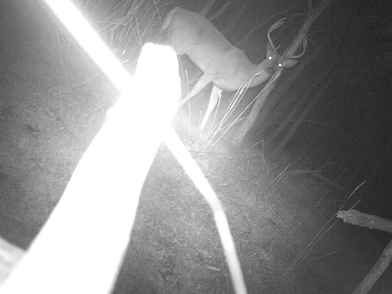 A nice looking buck also photographed by the Raccoon.