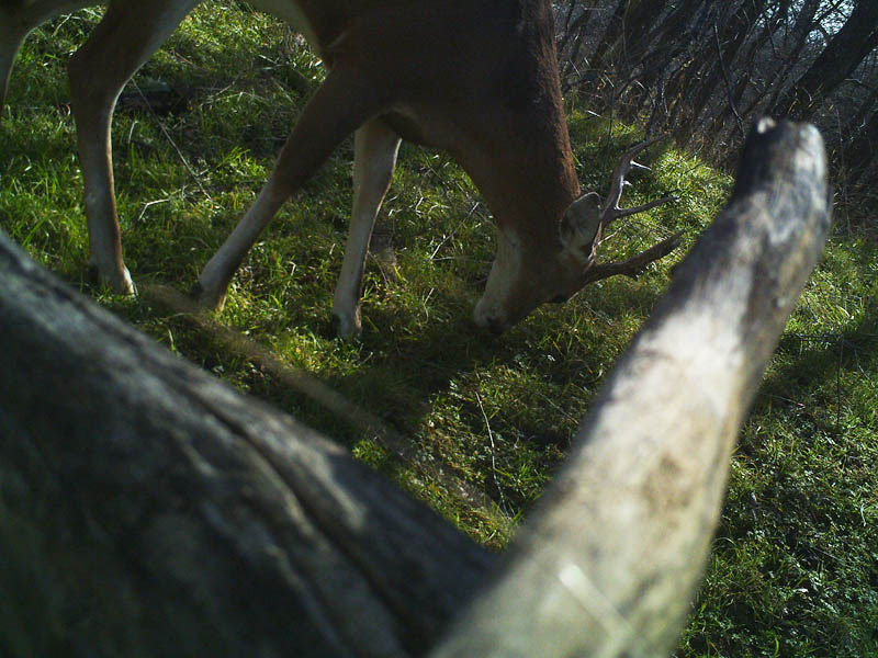 The camera has been shifted again, and another deer is photographed.