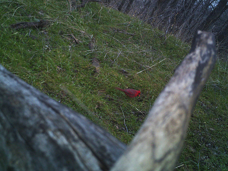 A Northern Cardinal.