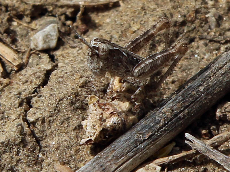 Another look at the possible Texas Spotted Range Grasshopper nymph.