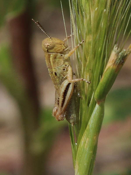 This is thought to be a Melanoplus nymph of some kind.
