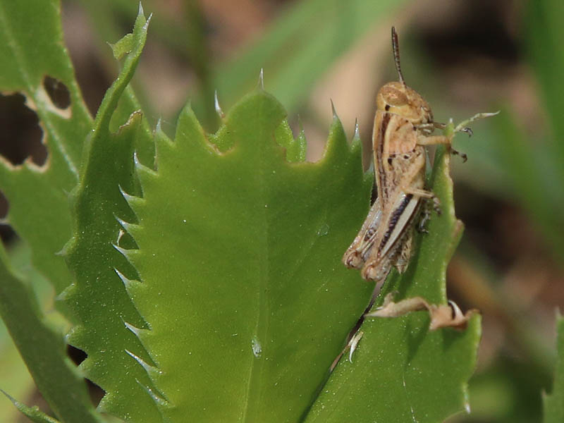 Another Melanoplus nymph with slightly darker coloration.  Each grasshopper nymph in this series is approximately an half inch in length.