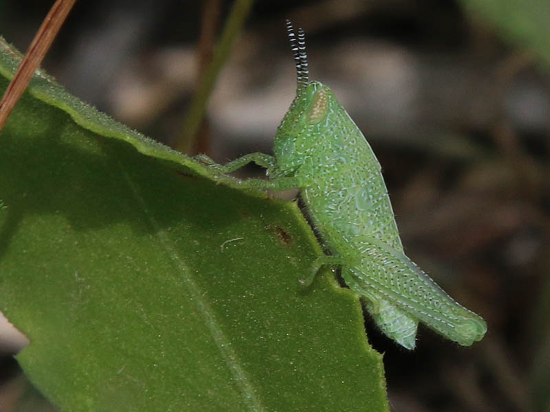 This distinctive looking grasshopper nymph has remained unidentified.