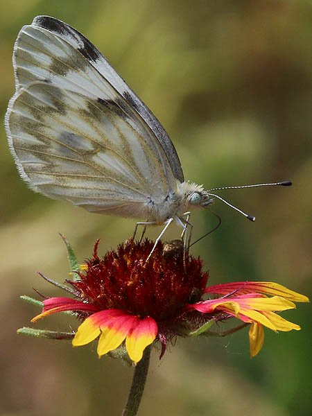 A Checkered White Butterfly feeding on a Firewheel bloom.
