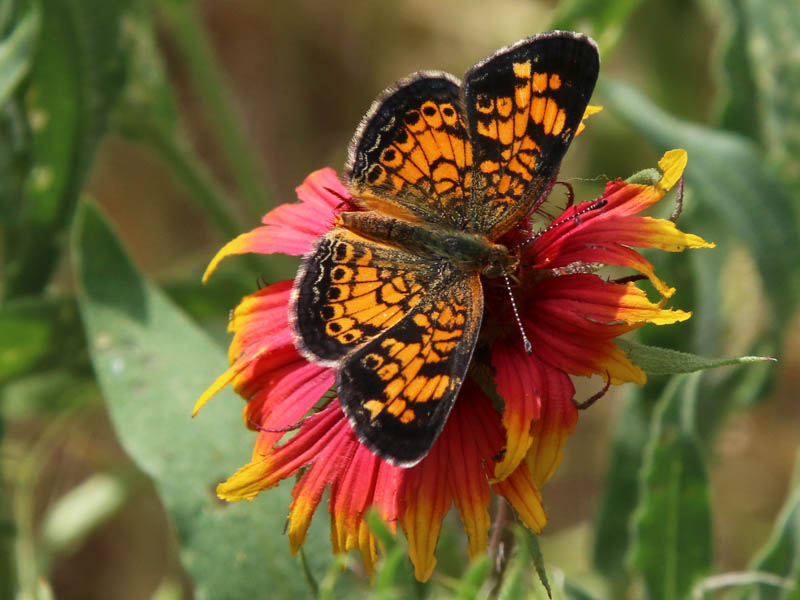A Pearl Crescent butterfly.