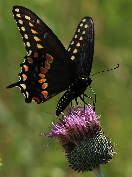 A closer look at the Black Swallowtail.