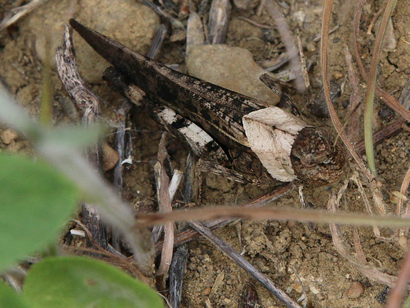 Is this a Plains Yellow-winged Grasshopper?