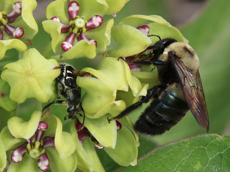 Notice the Bee-like Flower Scarab beetle with the carpenter bee in this photograph.