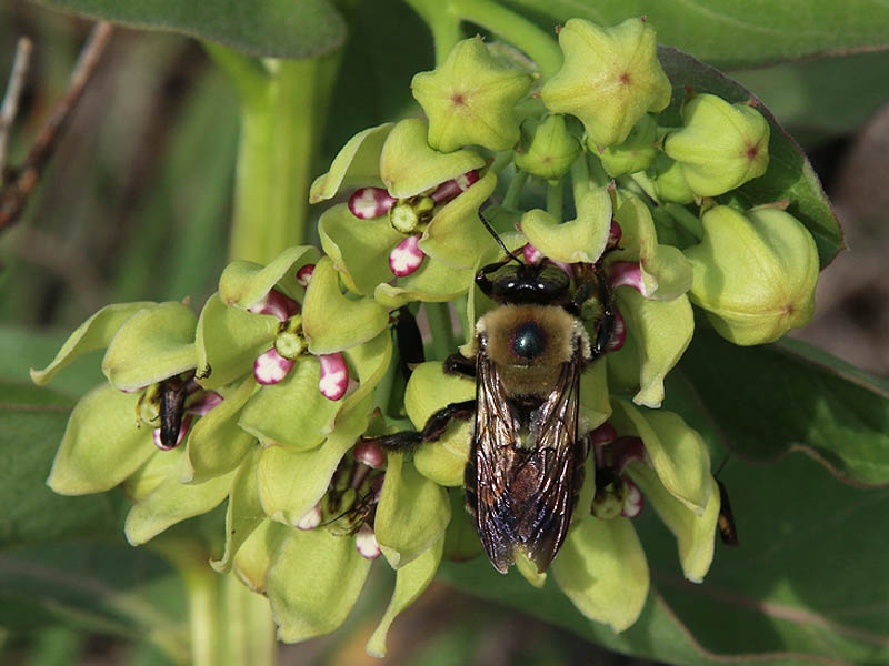 The flower of the Green Milkweed plant attracts many insects.