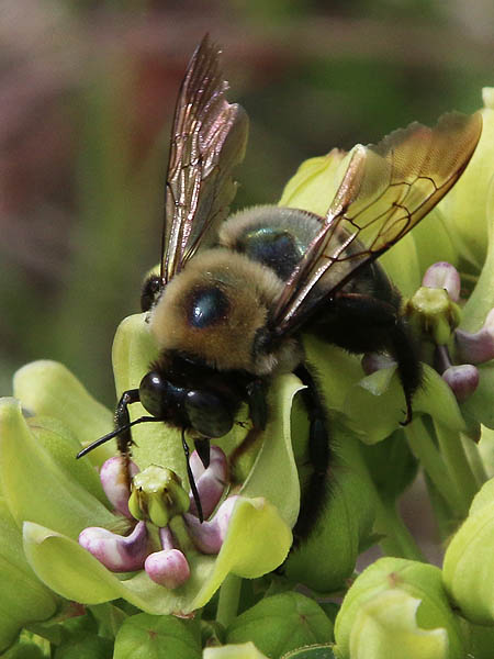 An Eastern Carpenter Bee collecting nectar from a Green Milkweed blossom.