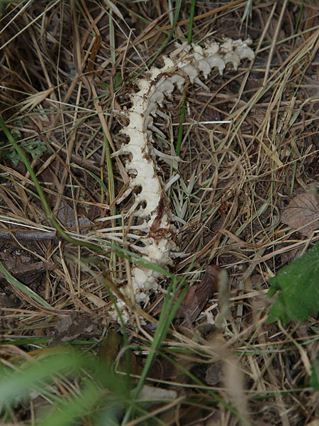 A snake spine.