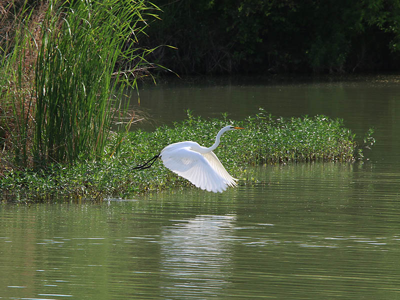 A Great Egret.