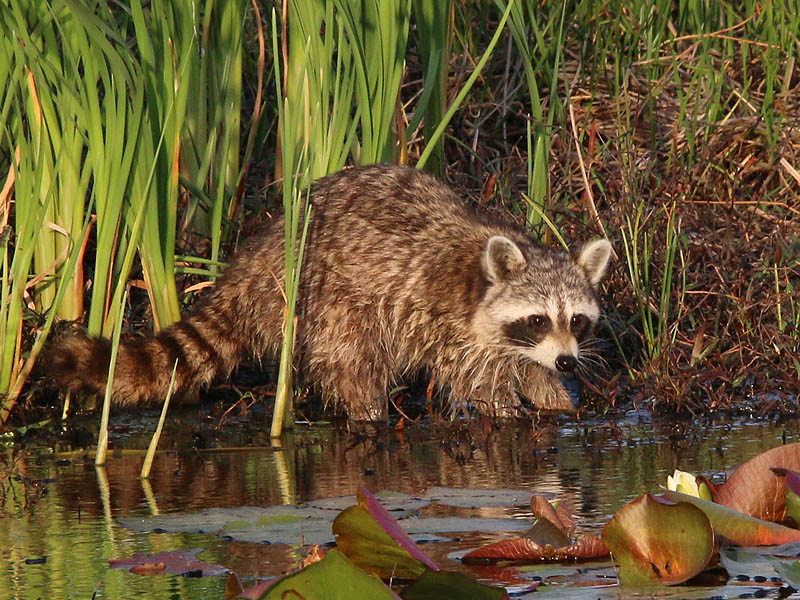 A Raccoon probing beneath the water with his hand-like paws.