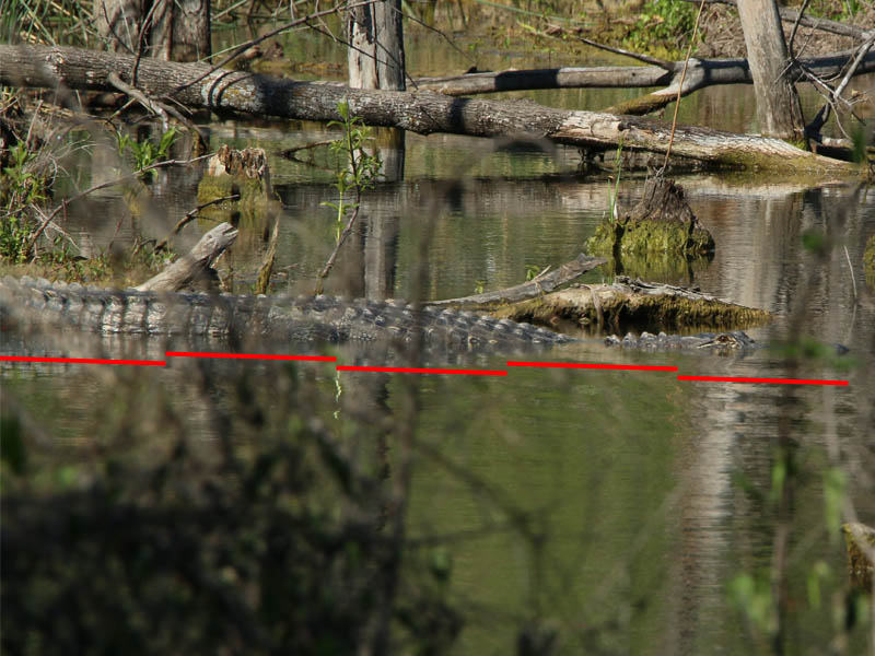 Five feet of alligator are visible in this photograph.  Another foot and a half are just off frame.
