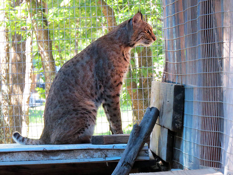 A large adult Bobcat.