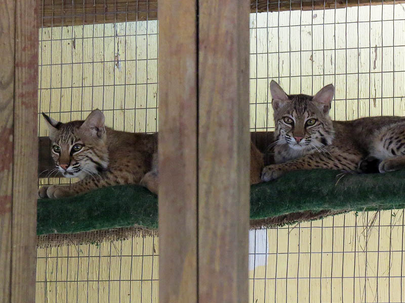 These Bobcats will soon be returned to the wild.