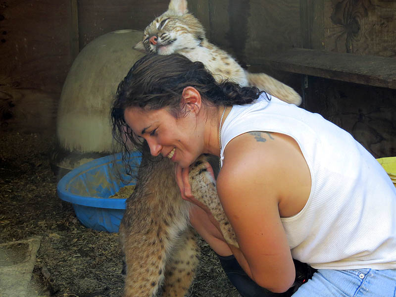A special bond can develop between some Bobcats and their caretakers.