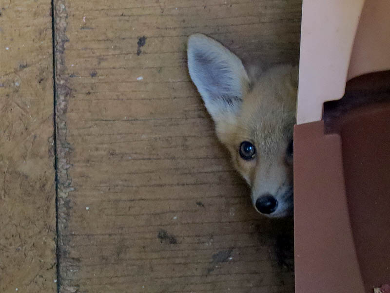 A bashful Red Fox.