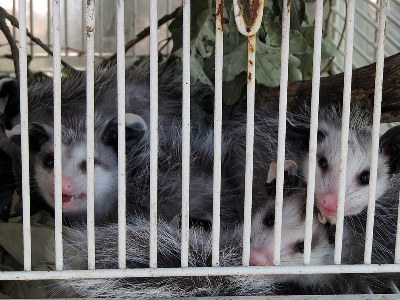 Opossum babies.