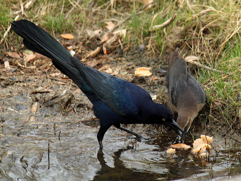 great-tailedgrackle-soggybread-002