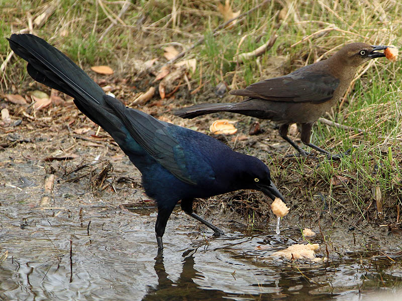 great-tailedgrackle-soggybread-003