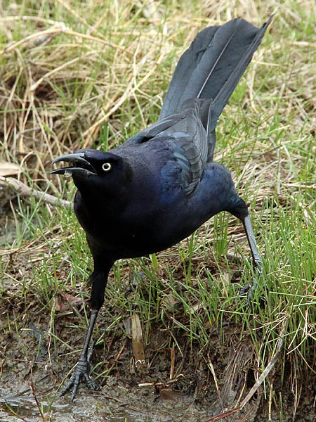 great-tailedgrackle-soggybread-005